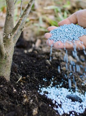 Angel Miguel's  landscaping maintenance service