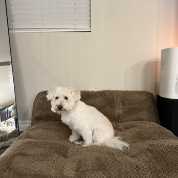 Alfa Mobile Dog Wash - All clean - Pet Groomers Near Me Alfa Mobile Dog Wash - All clean - Pet Groomers Near Me