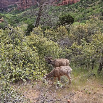 Zion National Park - Deer - Parks Near Me Zion National Park - Deer - Parks Near Me