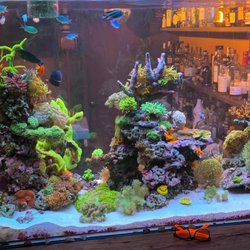 San Diego Aquarium Cleaning - Reef tank we visit about every weekend to monitor the growth and health of corals. Make changes as necessary