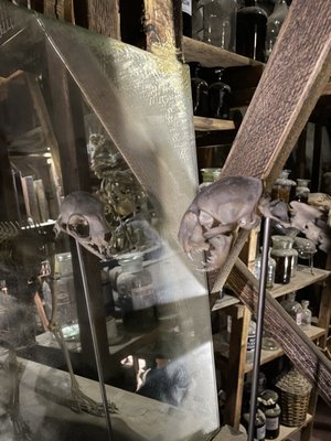 Museum of Alchemists and Magicians of Old Prague by null
