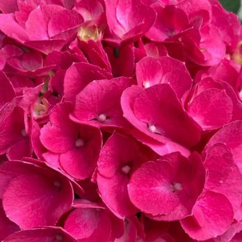 Moore Blooms - Pink hydrangea second year in bloom - Nurseries & Gardening Near Me - Middletown, Rhode Island
