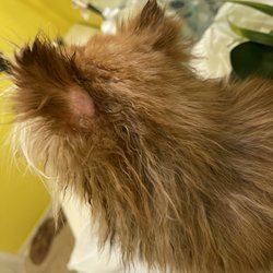 Pampered Pooches Pet Salon and Pawtique