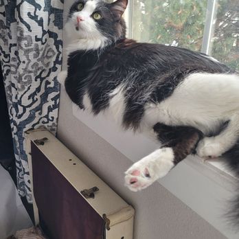 Cats In Tow - Pet Adoption Near Me - Brea, California