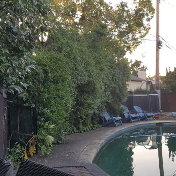 Lugo's Expert Tree Service - Snarl of Privot Trees... prior to clean-up. Can't even walk on that side of the pool! - Tree Services Near Me Lugo's Expert Tree Service - Snarl of Privot Trees... prior to clean-up. Can't even walk on that side of the pool! - Tree Services Near Me