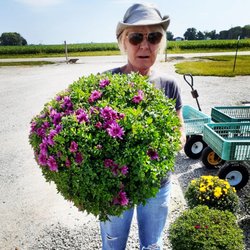 Schuren Nursery & Garden Center - Beautiful 1 gallon Garden Mum's $4.89 each or 3 for $13.00