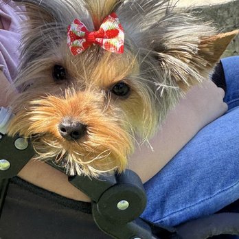 A Yuppy Puppy - Pet Groomers Near Me - Modesto, California