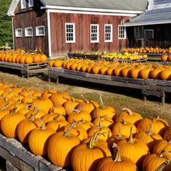 Malinowski Farms - Pumpkins are ready!