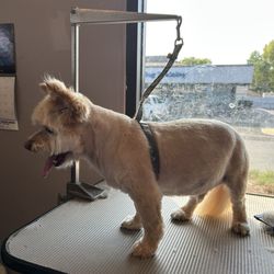 Rachel's Happy Tails