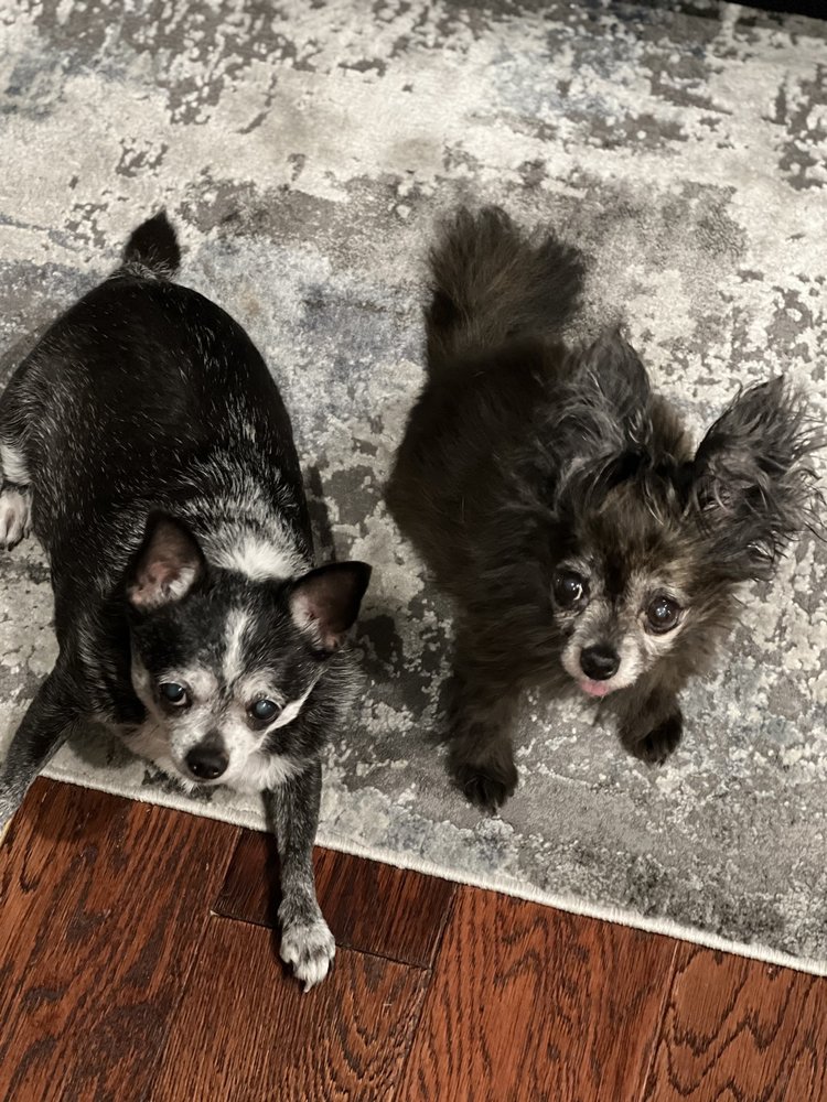 Dr. Kate's Pet Clinic Image