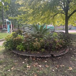 Shawn Grove Park - Coleus