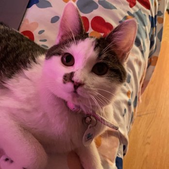 VIDA Rescue - My pet I got from the shelter - Community Service/Non-Profit Near Me - Rowland Heights, California VIDA Rescue - My pet I got from the shelter - Community Service/Non-Profit Near Me - Rowland Heights, California