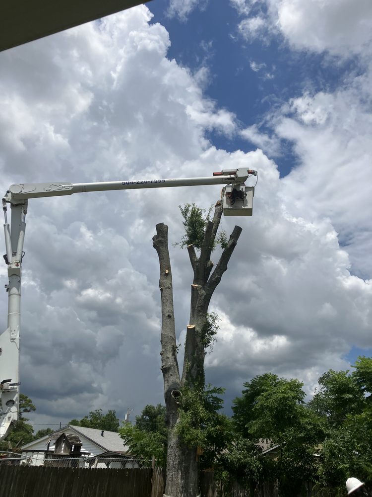 Louisiana Tree Company - tree service in Kenner, LA