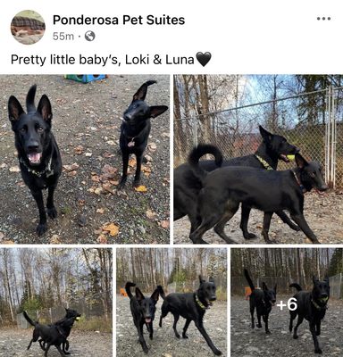 Ponderosa Pet Suites
