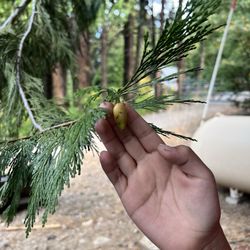 Sierra Woods Lodge - Baby pine cone