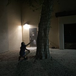 Christ's Church of the Valley - East Valley Campus - Krissy proposing to a tree