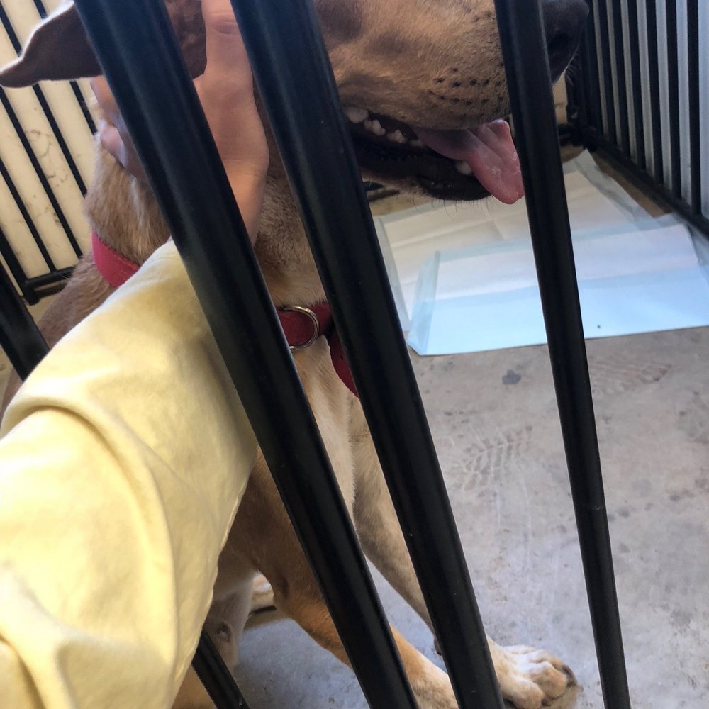 East Mountain Veterinary Service - My dog in the kennel - Veterinarians Near Me - Edgewood, New Mexico East Mountain Veterinary Service - My dog in the kennel - Veterinarians Near Me - Edgewood, New Mexico