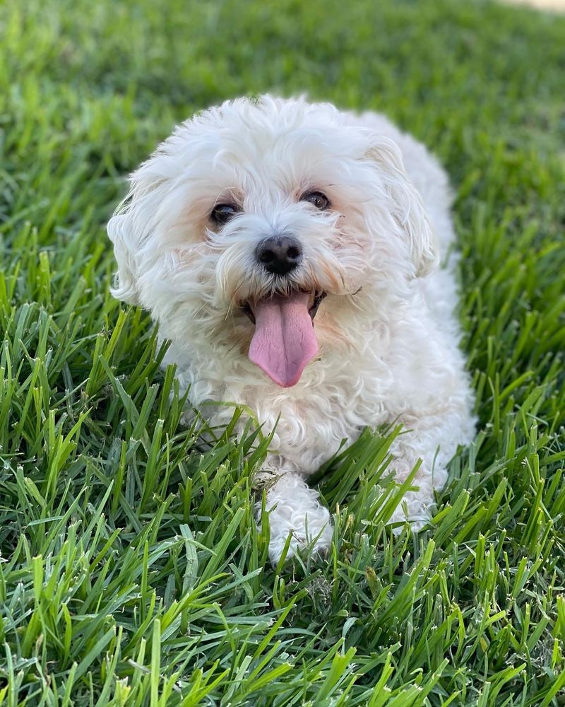 VETERINARY MEDICAL AND SURGICAL GROUP ORANGE COUNTY Updated October