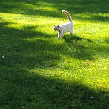 Seattle Hydroseeding - My kitty loves my lawn too! - Landscaping Near Me