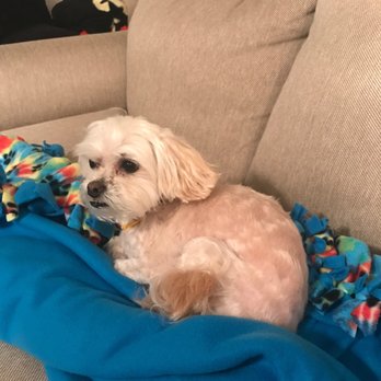 Pawtender - Pet Groomers Near Me - Pflugerville, Texas