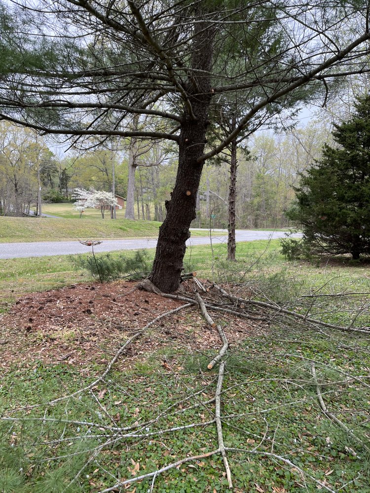 Reddick Tree Service - tree service in Pleasant Garden, NC