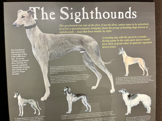 Greyhound Hall of Fame by null