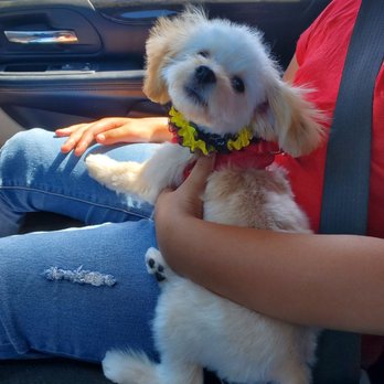 The Pet Groomer - My chewy - Pet Groomers Near Me - Bakersfield, California