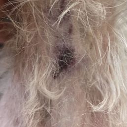 My dogs neck. Big fresh bruise after vet visit. This place is absolute garbage.
