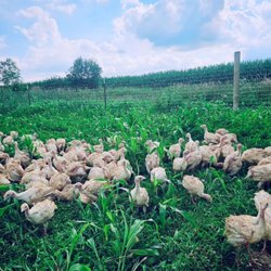 L&J Turkey Farms