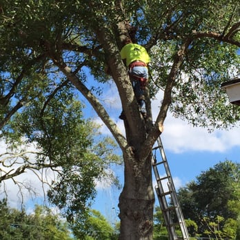 On a Budget Tree Services - Tree Services Near Me On a Budget Tree Services - Tree Services Near Me