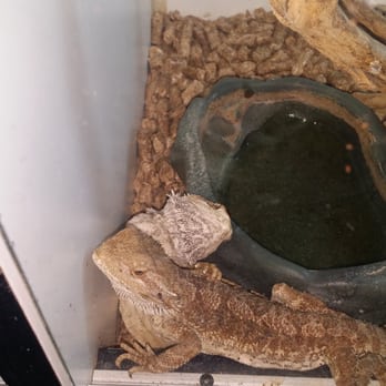 Pet Palace - Dead bearded dragon with a live one on top of it. - Pet Stores Near Me - Covina, California