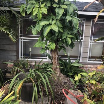 Charles Tree Service - Base of Palm near glass. - Tree Services Near Me - Lemon Grove, California Charles Tree Service - Base of Palm near glass. - Tree Services Near Me - Lemon Grove, California