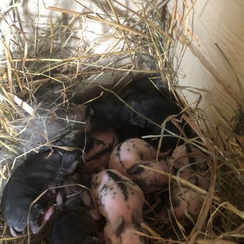 Bumbleberry Acres - 2 day old baby rabbits! - Petting Zoos Near Me - South Haven, Michigan