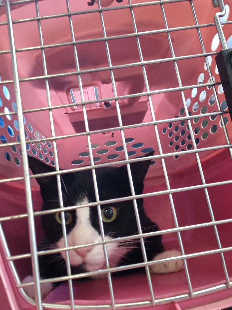 Philadelphia Animal Hospital Image
