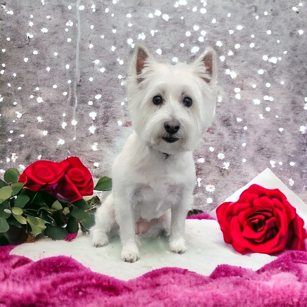 THE BARKER SHOP Updated October 2024 102 Photos & 109 Reviews