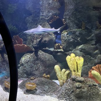 Ripley's Mirror Maze - Shark - Aquariums Near Me - Myrtle Beach, South Carolina Ripley's Mirror Maze - Shark - Aquariums Near Me - Myrtle Beach, South Carolina