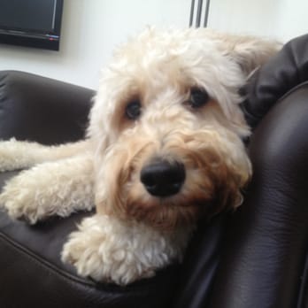 In Home Pet Service - Sir Ollie - Dog Walkers Near Me In Home Pet Service - Sir Ollie - Dog Walkers Near Me