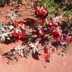 Bluebush Cafe - The dessert Pea in bloom