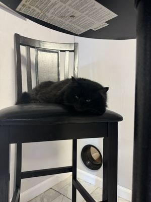 Kitty Cat Cafe and Adoption Lounge Inc by null