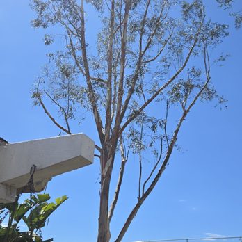 Arroyo Tree Service - Tree Services Near Me - Vista, California