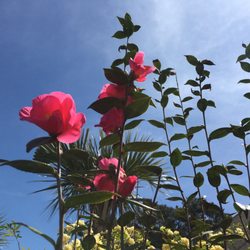 Martins Lawncare Landscaping & Irrigation