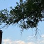Photo of W&N Tree Service
