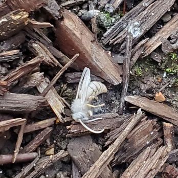 SWAT Pest Solutions - Yellowjacket after nest dusting. - Pest Control Near Me SWAT Pest Solutions - Yellowjacket after nest dusting. - Pest Control Near Me