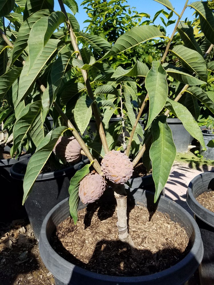 MAGNOLIA GARDENS NURSERY 27 Photos & 10 Reviews 10722 N S Magnolia