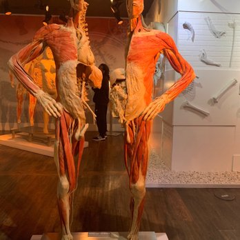 Real Bodies - Museums Near Me - Las Vegas, Nevada Real Bodies - Museums Near Me - Las Vegas, Nevada