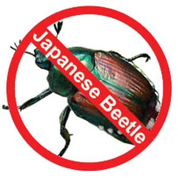 No Mosquitoes For You - Japanese Beetle Control - Pest Control Near Me - Hartland, Wisconsin No Mosquitoes For You - Japanese Beetle Control - Pest Control Near Me - Hartland, Wisconsin