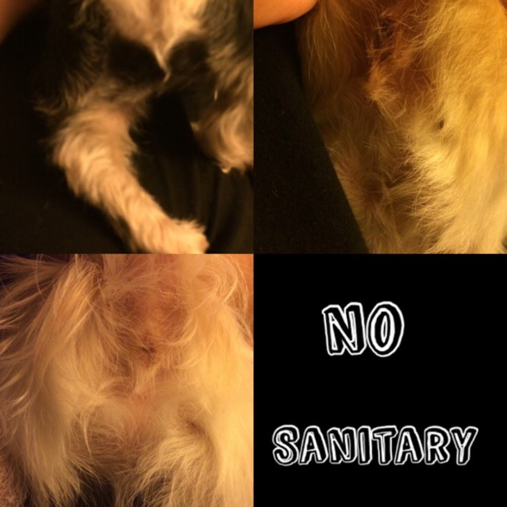 PetSmart - Took them 02/14/15 for a bath but no sanitary trim disappointing after paying $110 for one grooming and bath plus 3 more bath - Pet Stores Near Me - Palmdale, California