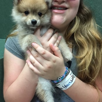 Petland Rockford - Pet Stores Near Me - Rockford, Illinois Petland Rockford - Pet Stores Near Me - Rockford, Illinois