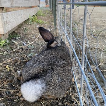 Fox Point Farms - Cute little fluffy tail - Venues & Event Spaces Near Me - Encinitas, California Fox Point Farms - Cute little fluffy tail - Venues & Event Spaces Near Me - Encinitas, California