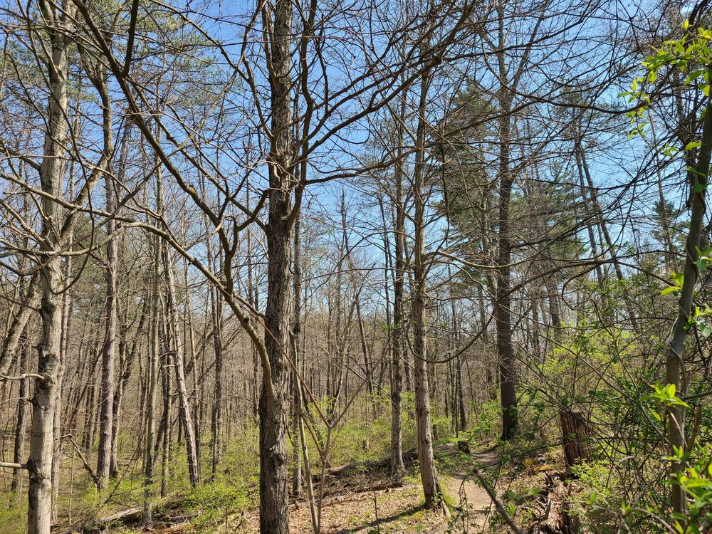 MITCHELL MEMORIAL FOREST Updated September 2024 78 Photos & 10